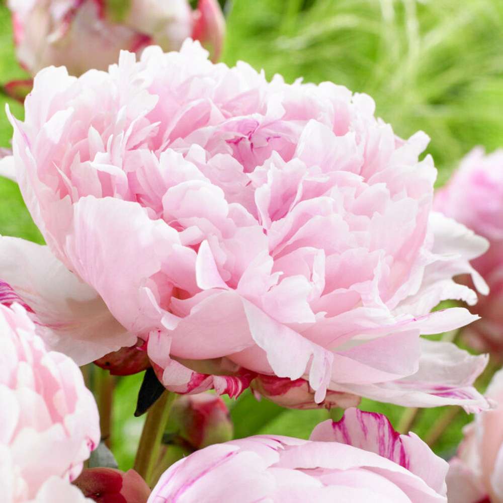 Pæon 'Sarah Bernhardt'